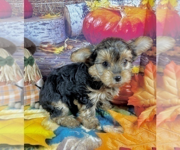 Medium Photo #8 Morkie Puppy For Sale in CASSVILLE, MO, USA