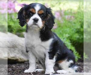 Cavalier King Charles Spaniel Puppy for sale in HONEY BROOK, PA, USA