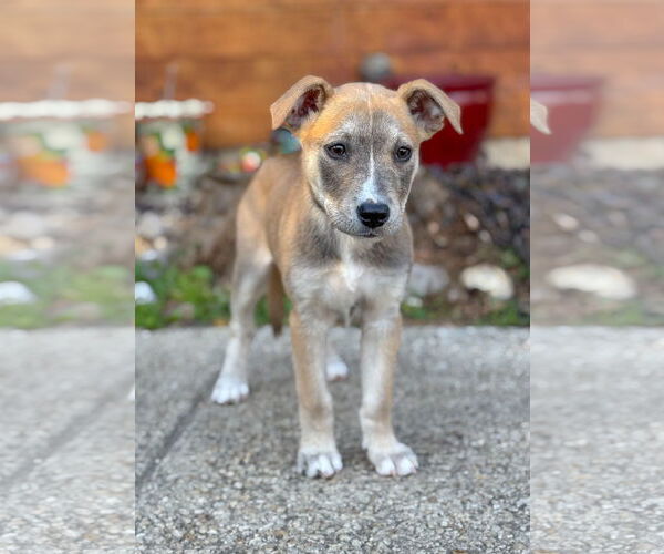 Medium Photo #5 Mutt Puppy For Sale in PIPE CREEK, TX, USA