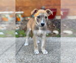 Small #4 Mutt
