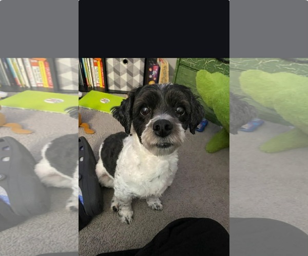 Medium Photo #1 La-Chon Puppy For Sale in pomfret, CT, USA