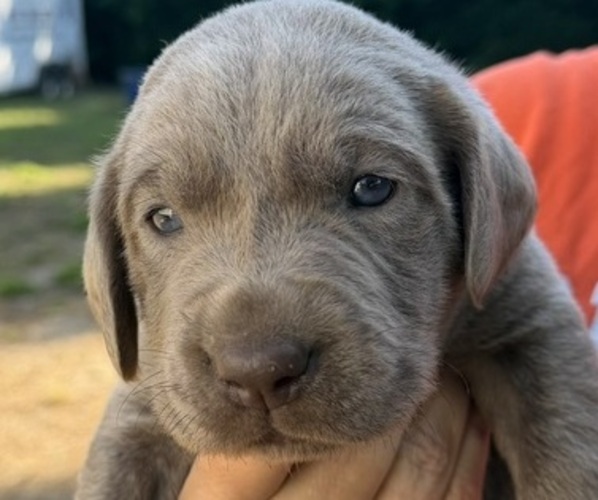 Medium Photo #1 Labrador Retriever Puppy For Sale in ORANGEBURG, SC, USA