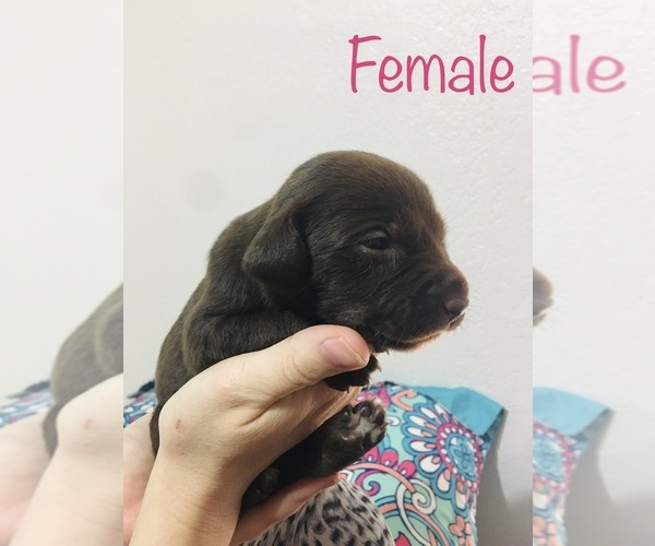 Medium Photo #9 Border Collie-German Shorthaired Pointer Mix Puppy For Sale in MIDLAND, TX, USA