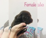 Small Photo #9 Border Collie-German Shorthaired Pointer Mix Puppy For Sale in MIDLAND, TX, USA
