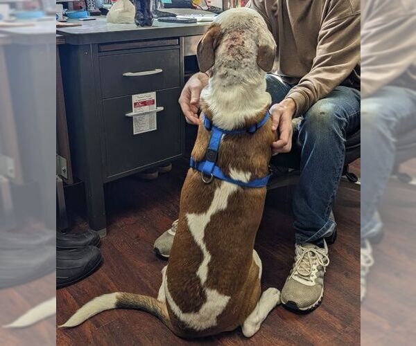 Medium Photo #4 Mutt Puppy For Sale in Rockaway, NJ, USA