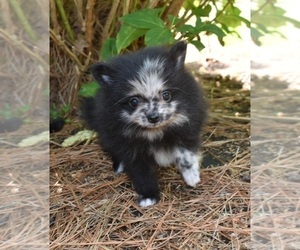 Pomeranian Puppy for sale in DINWIDDIE, VA, USA