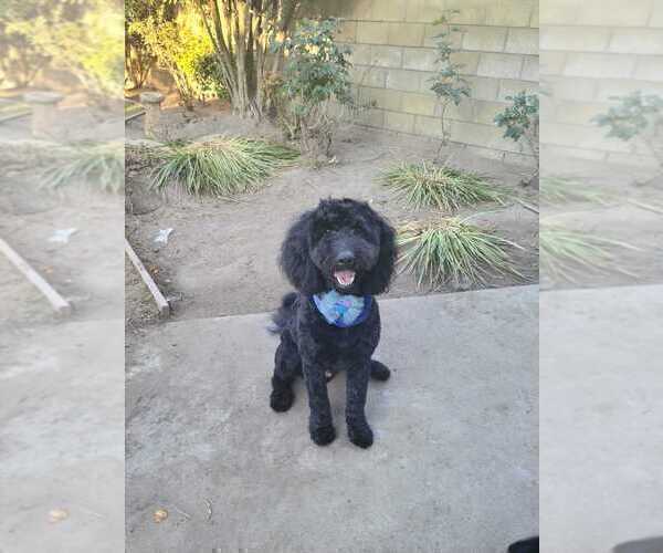 Medium Photo #1 Goldendoodle Puppy For Sale in ARTESIA, CA, USA