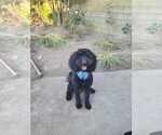 Small Photo #1 Goldendoodle Puppy For Sale in ARTESIA, CA, USA