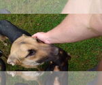 Small #15 German Shepherd Dog
