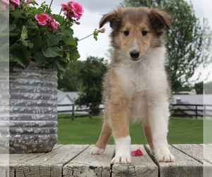 Collie Puppy for sale in FREDERICKSBURG, OH, USA