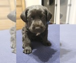 Small Photo #8 Labrador Retriever Puppy For Sale in LEXINGTON, NC, USA