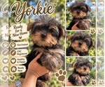 Yorkies - Female Yorkshire Terrier Puppy for Sale - Small photo