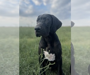 Great Dane Puppy for sale in AMARILLO, TX, USA