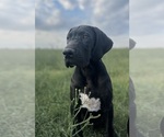 Image preview for Ad Listing. Nickname: Mr Charlie