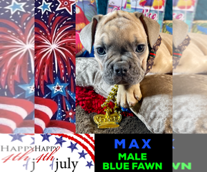 French Bulldog Puppy for sale in HEATHROW, FL, USA