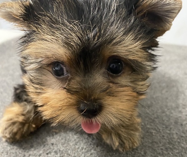 Medium Photo #4 Yorkshire Terrier Puppy For Sale in BETHLEHEM, GA, USA