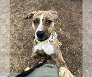 Marble - Female Labrador Retriever-Unknown Mix Dog for Adoption - Photo #9