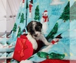 Small Photo #18 Shorkie Tzu-Zuchon Mix Puppy For Sale in COWARD, SC, USA