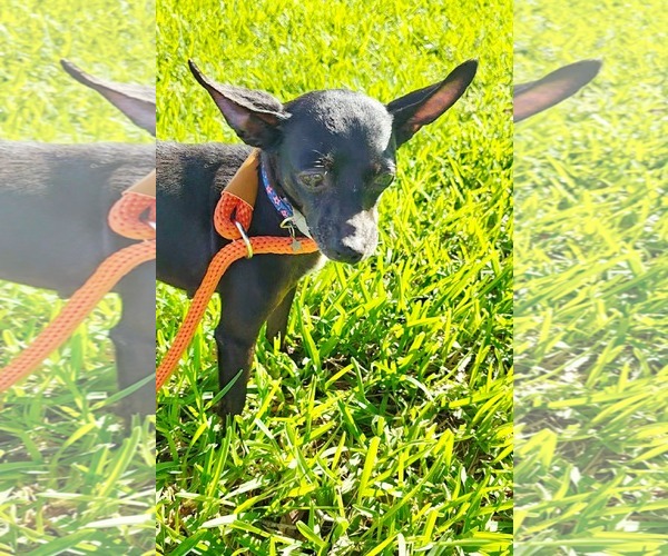 Medium Photo #3 Chihuahua Puppy For Sale in Rosenberg, TX, USA