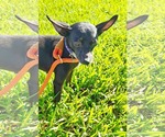 Small #2 Chihuahua