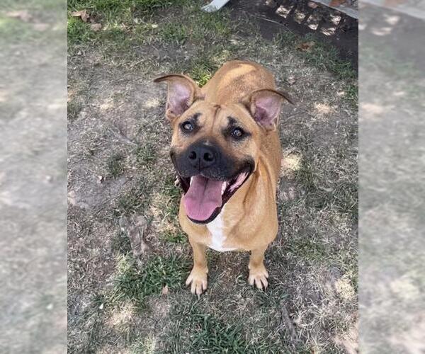 Medium Photo #2 Mastiff-Unknown Mix Puppy For Sale in Riverside, CA, USA