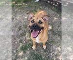 Small #1 Mastiff Mix