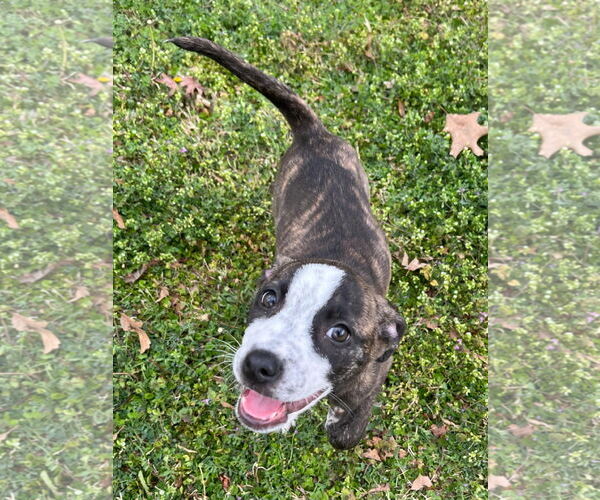 Medium Photo #18 American Staffordshire Terrier-German Shepherd Dog Mix Puppy For Sale in McDonough, GA, USA