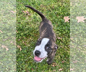Bella - Female American Staffordshire Terrier-German Shepherd Dog Mix Dog for Adoption - Photo #18