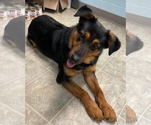 Shepweiller Dogs for adoption in Rustburg, VA, USA