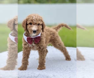 Goldendoodle (Miniature) Puppy for sale in FROSTPROOF, FL, USA
