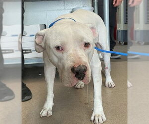 Mutt Dogs for adoption in San Bernardino, CA, USA