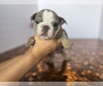 Small #23 Bulldog