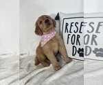 Small #3 Golden Retriever