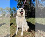Small Photo #28 Great Pyrenees Puppy For Sale in Spring, TX, USA