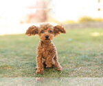 Small Photo #7 Poodle (Miniature) Puppy For Sale in WARSAW, IN, USA