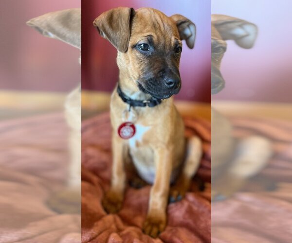 Medium Photo #15 Black Mouth Cur-Unknown Mix Puppy For Sale in Wakefield, RI, USA