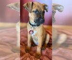 Small #14 Black Mouth Cur Mix