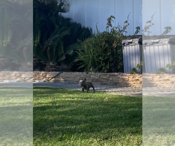Medium Photo #15 French Bulldog Puppy For Sale in CITY INDUSTRY, CA, USA