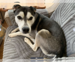 Small #2 Siberian Husky