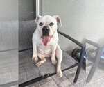 Small #2 Bulldog