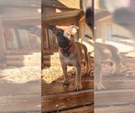 Small Photo #6 Belgian Malinois Puppy For Sale in MARION, LA, USA