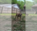 Small #3 America Bandogge Mastiff