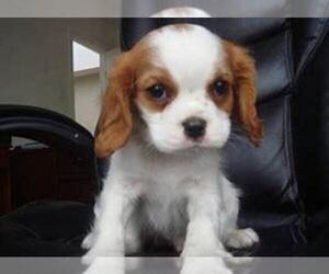 Cavalier King Charles Spaniel Puppy for sale in SOUTH BEND, IN, USA