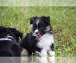 Small Photo #4 Miniature Australian Shepherd Puppy For Sale in BONNERDALE, AR, USA