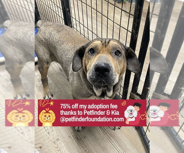 Medium Photo #4 Chinese Shar-Pei Puppy For Sale in Bolivar, MO, USA