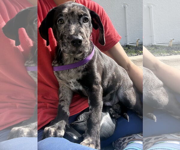 Medium Photo #2 Catahoula Leopard Dog-Unknown Mix Puppy For Sale in Sanford, FL, USA