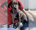 Small #1 Catahoula Leopard Dog Mix