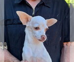 Small Photo #4 Chihuahua-Unknown Mix Puppy For Sale in Missouri City, TX, USA