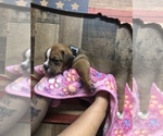 Small Photo #2 Olde English Bulldogge Puppy For Sale in BOERNE, TX, USA
