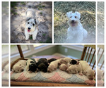 Small Photo #1 Schnauzer (Miniature) Puppy For Sale in NEOSHO, MO, USA